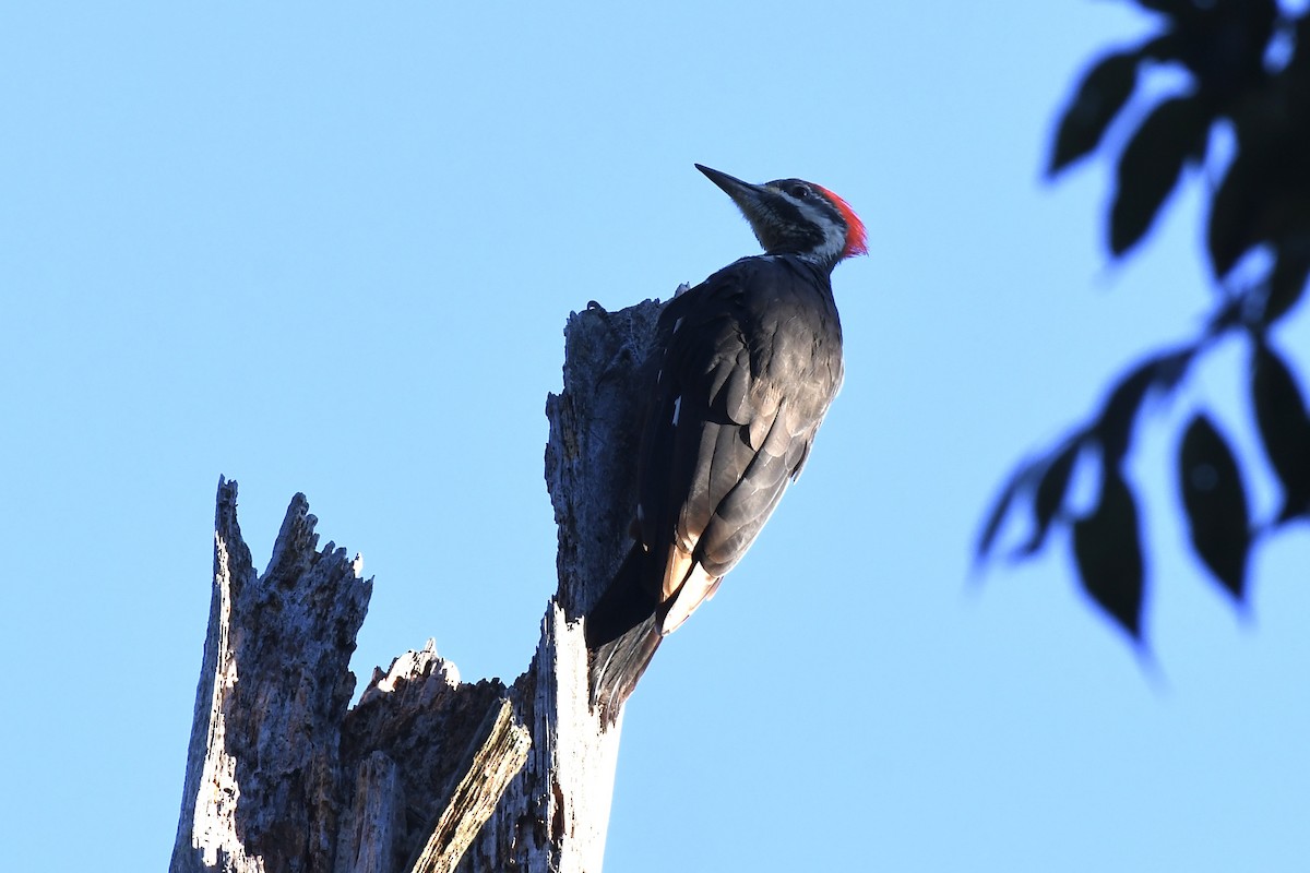 Pileated Woodpecker - ML623490770