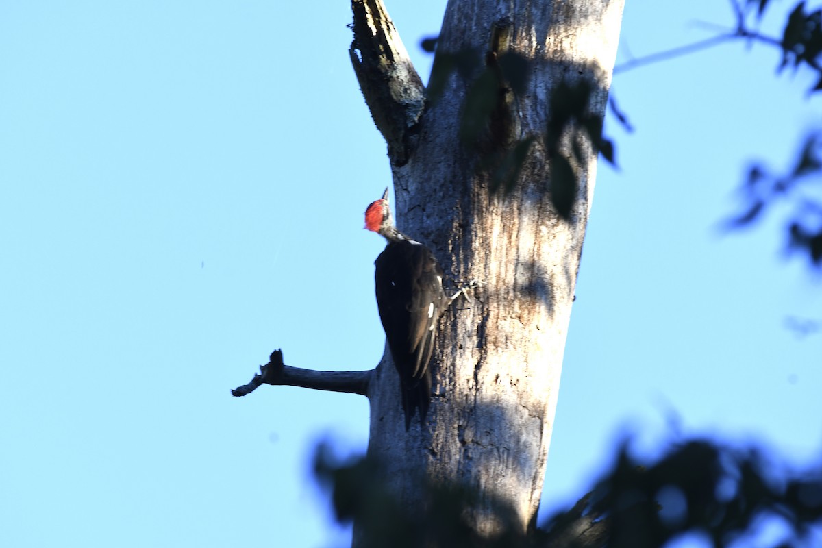 Pileated Woodpecker - ML623490771