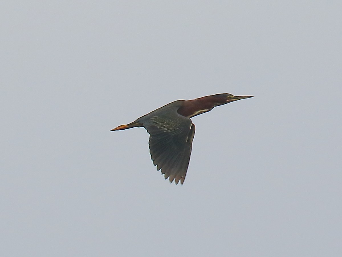 Green Heron - ML623490772
