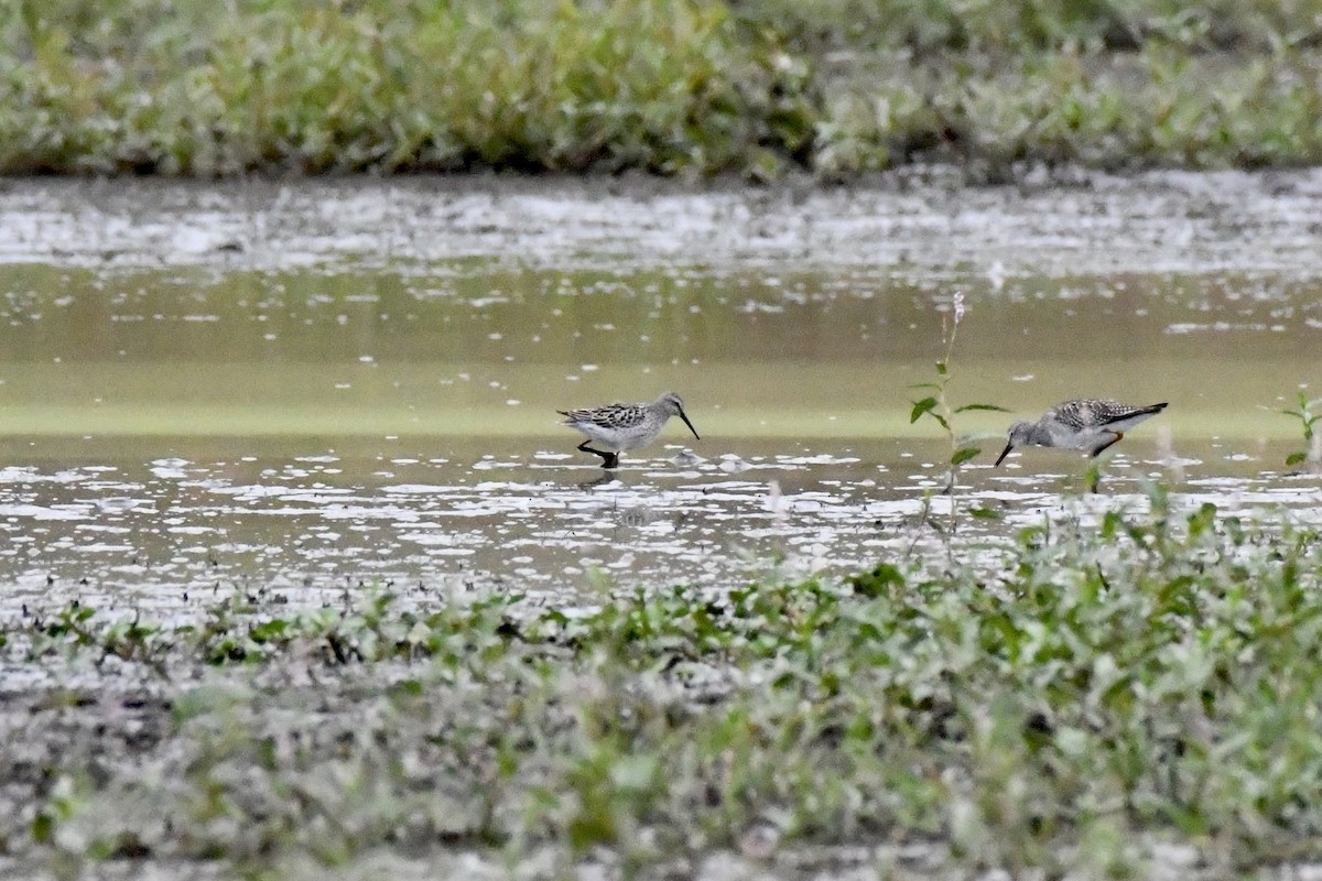 Stilt Sandpiper - ML623490780