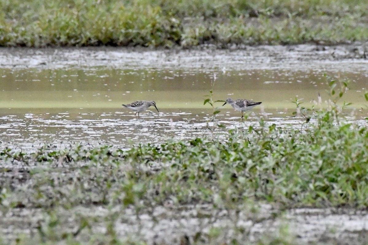 Stilt Sandpiper - ML623490785