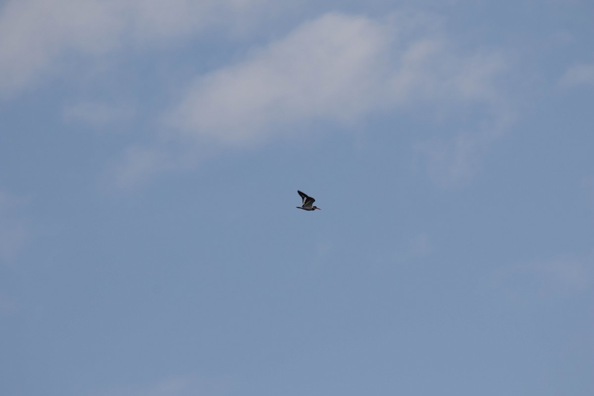 American Oystercatcher - ML623490790