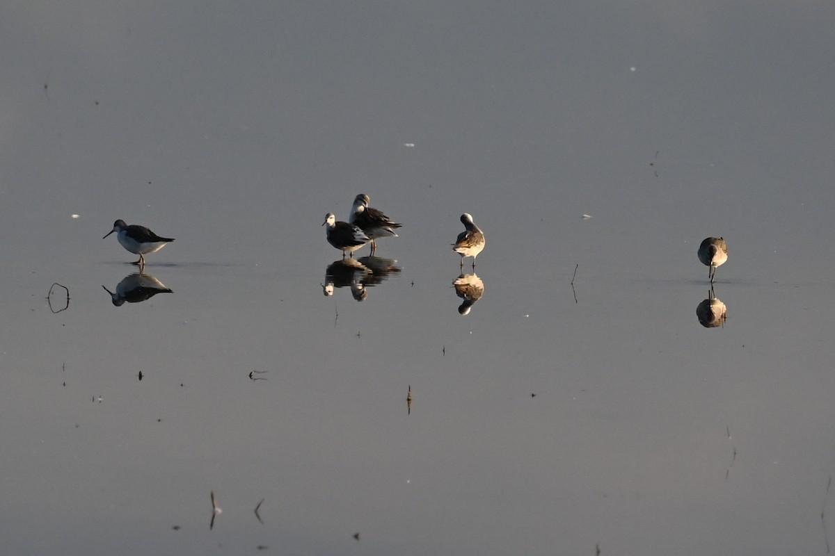 Phalarope de Wilson - ML623490799