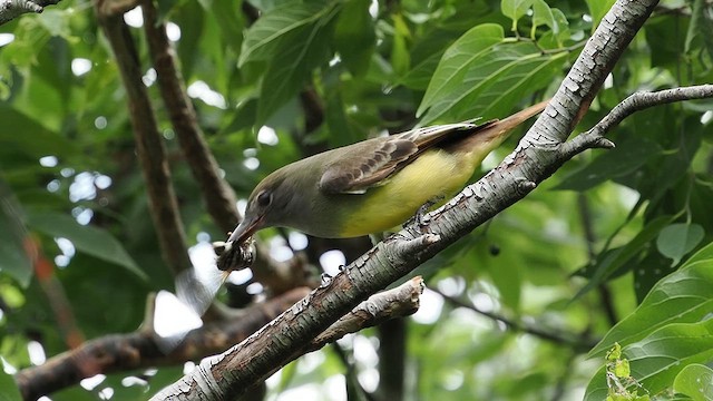 Great Crested Flycatcher - ML623490800