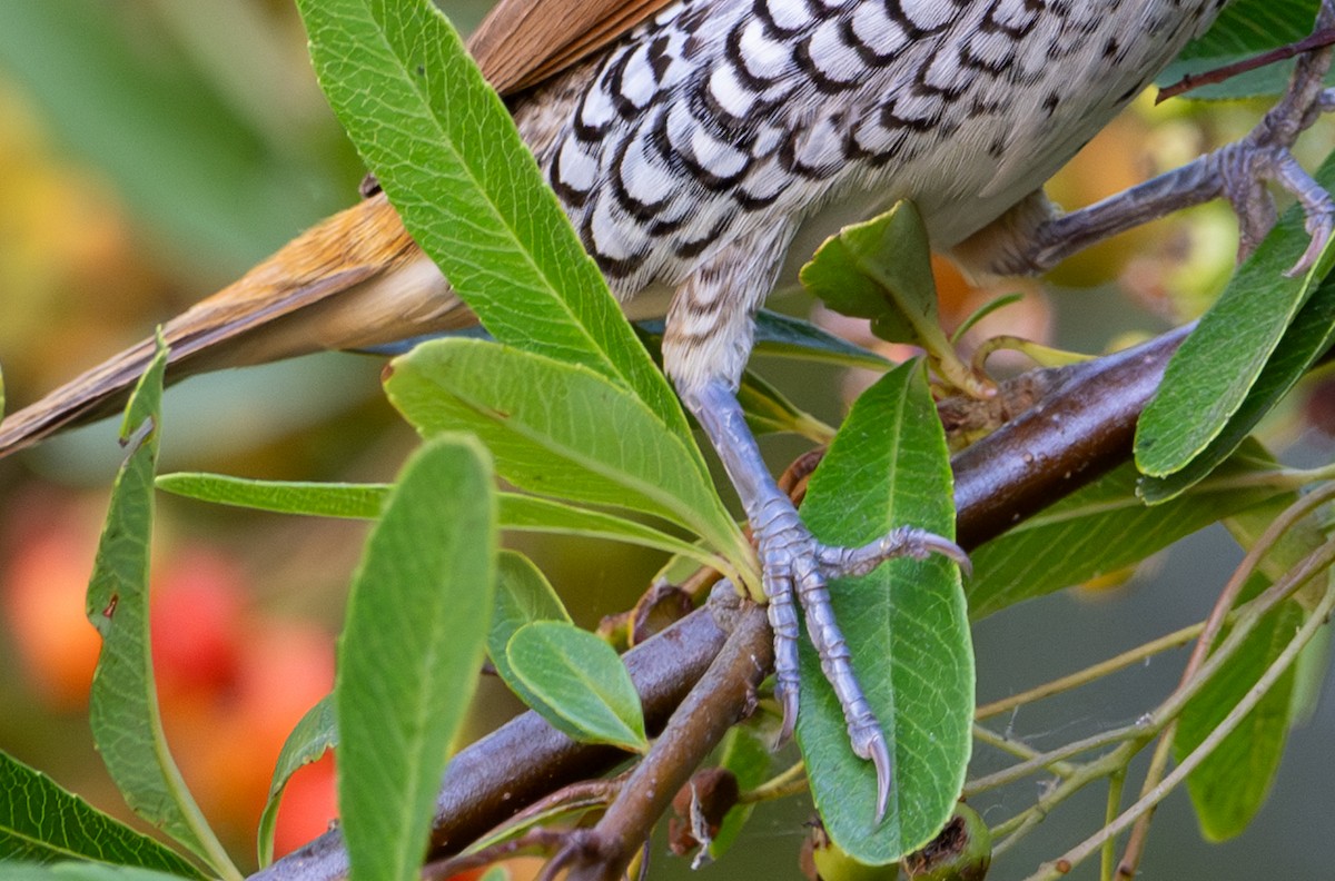 Scaly-breasted Munia - Herb Elliott