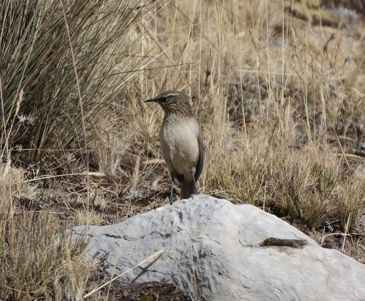 Streak-throated Canastero - ML623490814