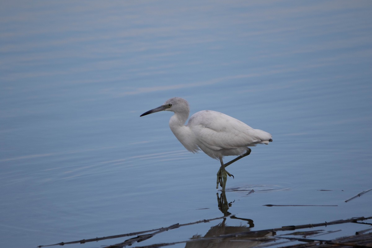 Little Blue Heron - ML623490815