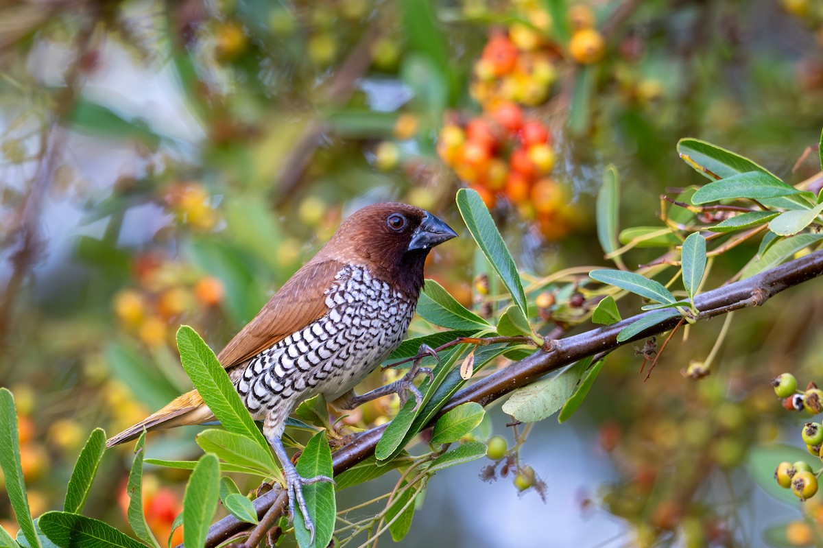 Scaly-breasted Munia - Herb Elliott