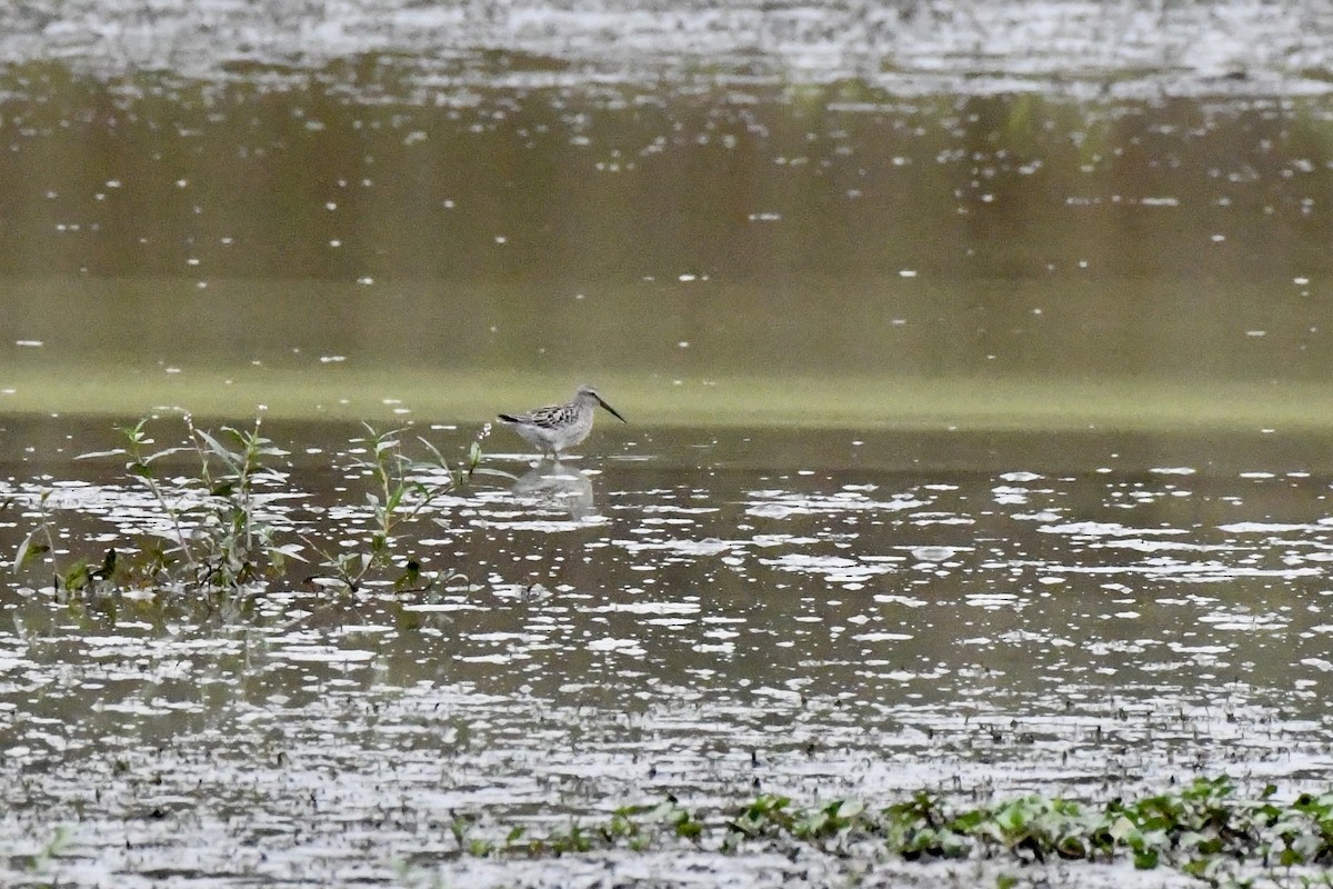 Stilt Sandpiper - ML623490835