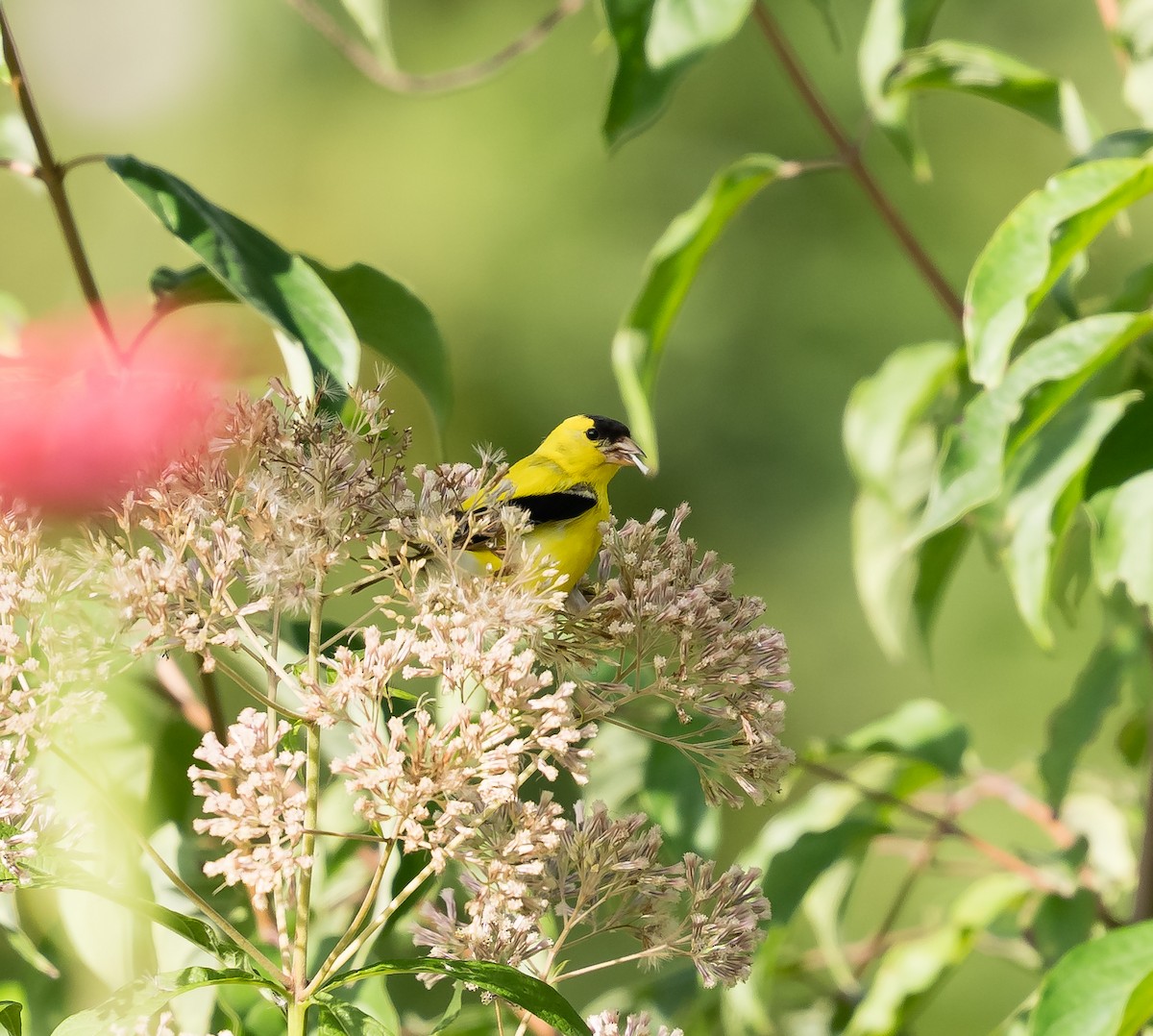 American Goldfinch - ML623490856