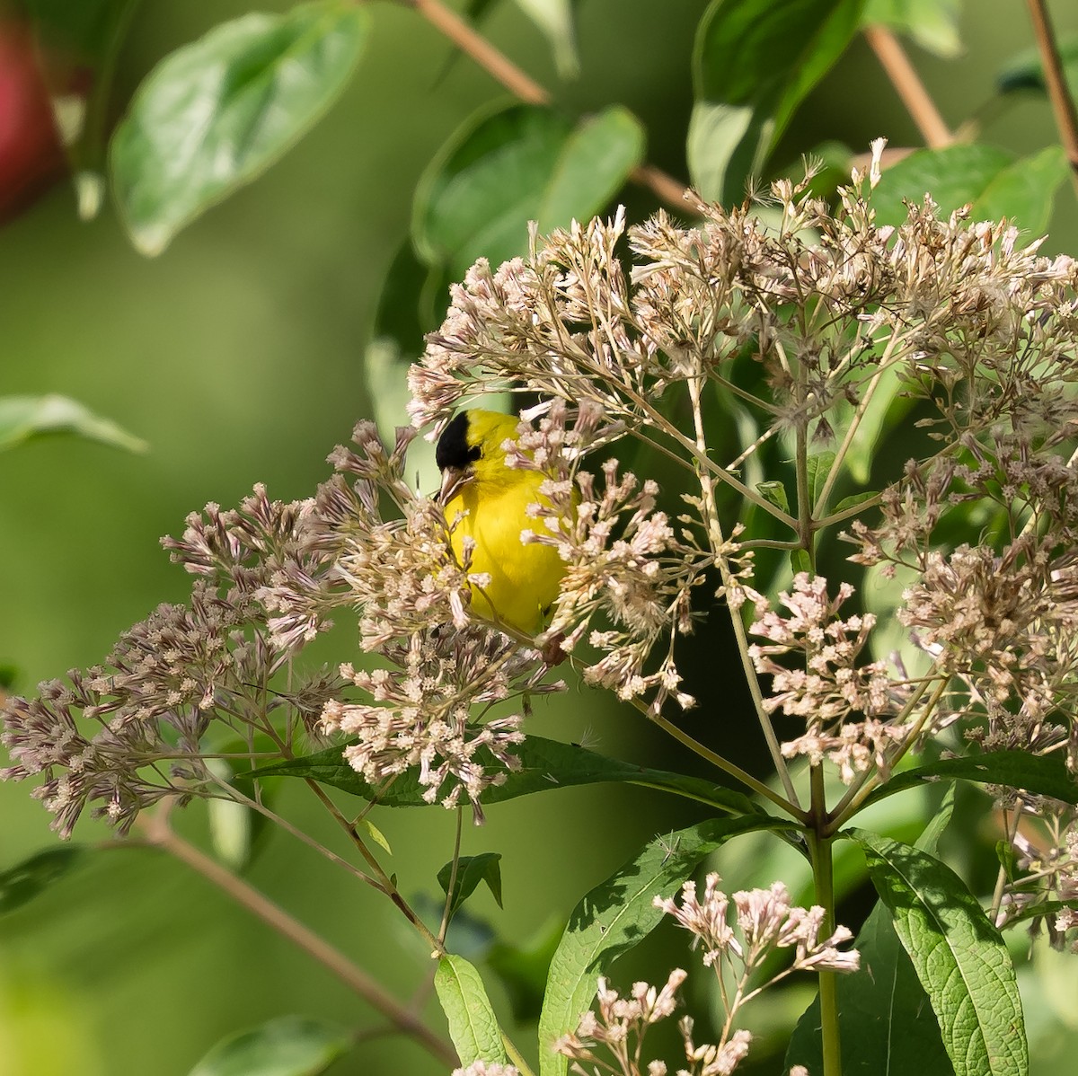 American Goldfinch - ML623490857