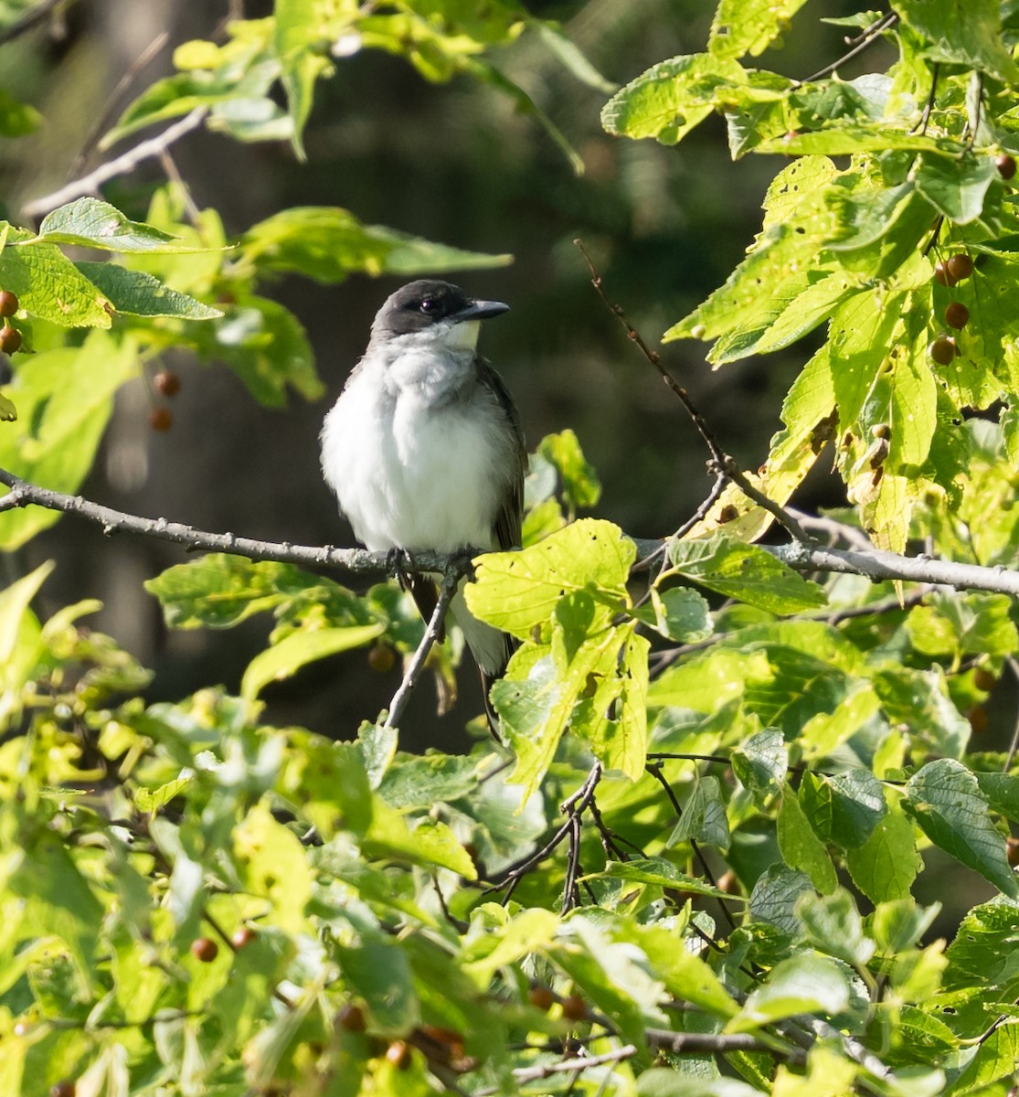 Eastern Kingbird - ML623490865