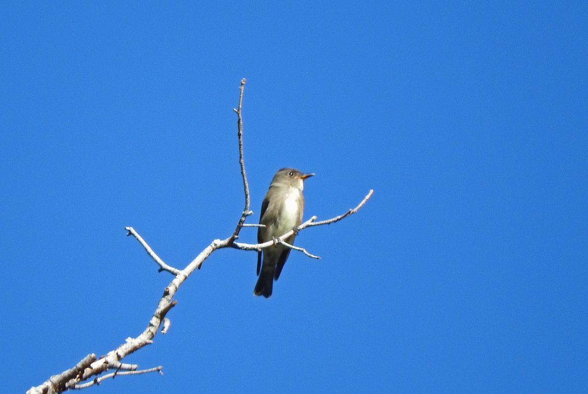 Olive-sided Flycatcher - Mary Brown