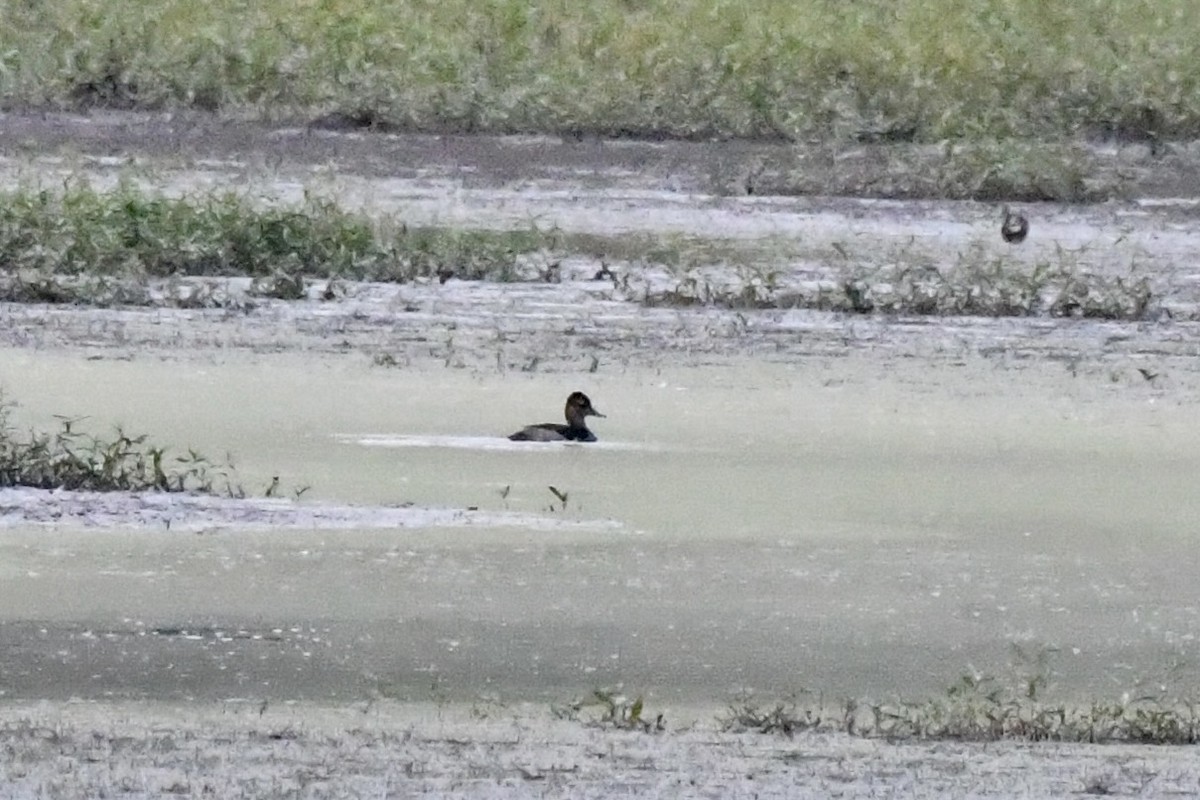 Ring-necked Duck - ML623490883