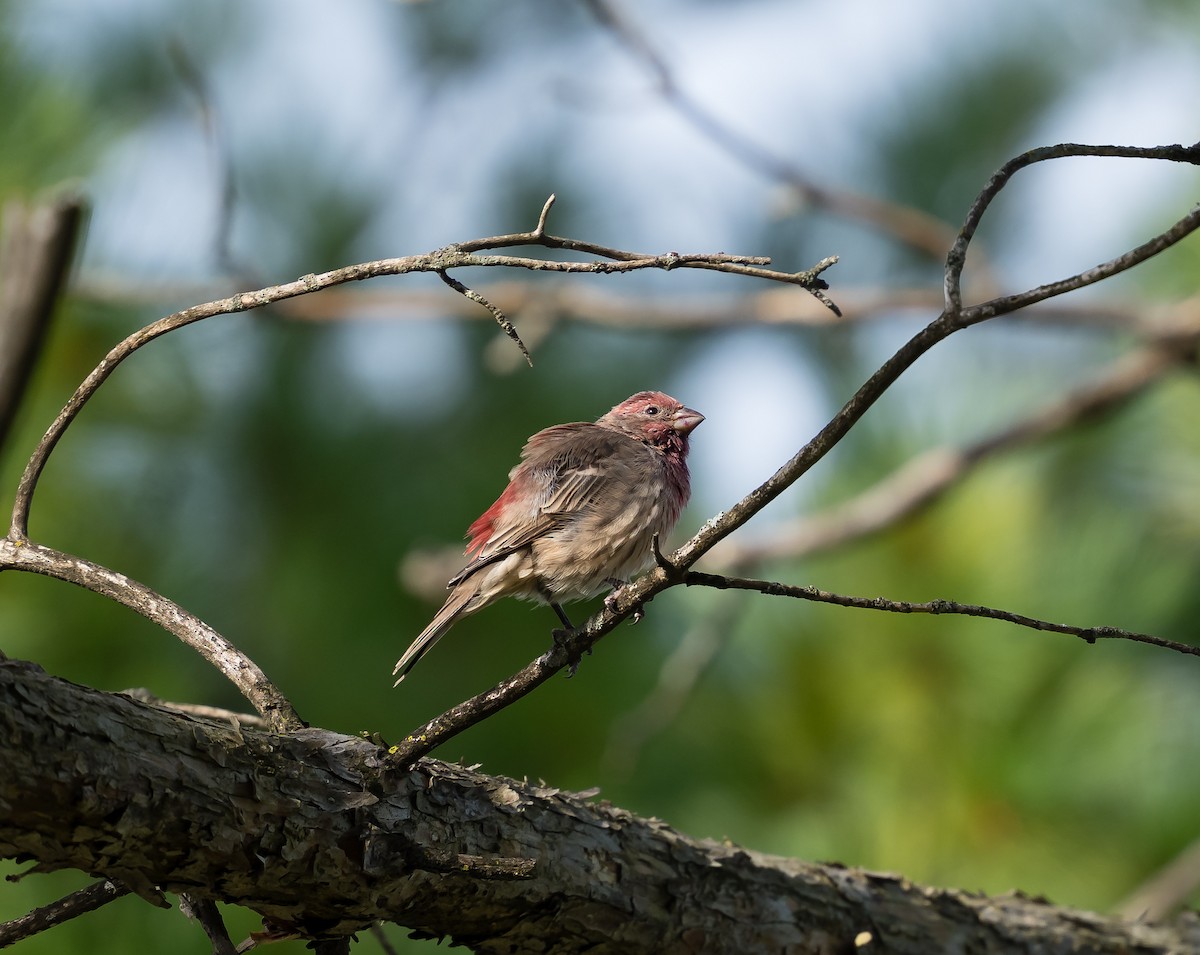 House Finch - ML623490905