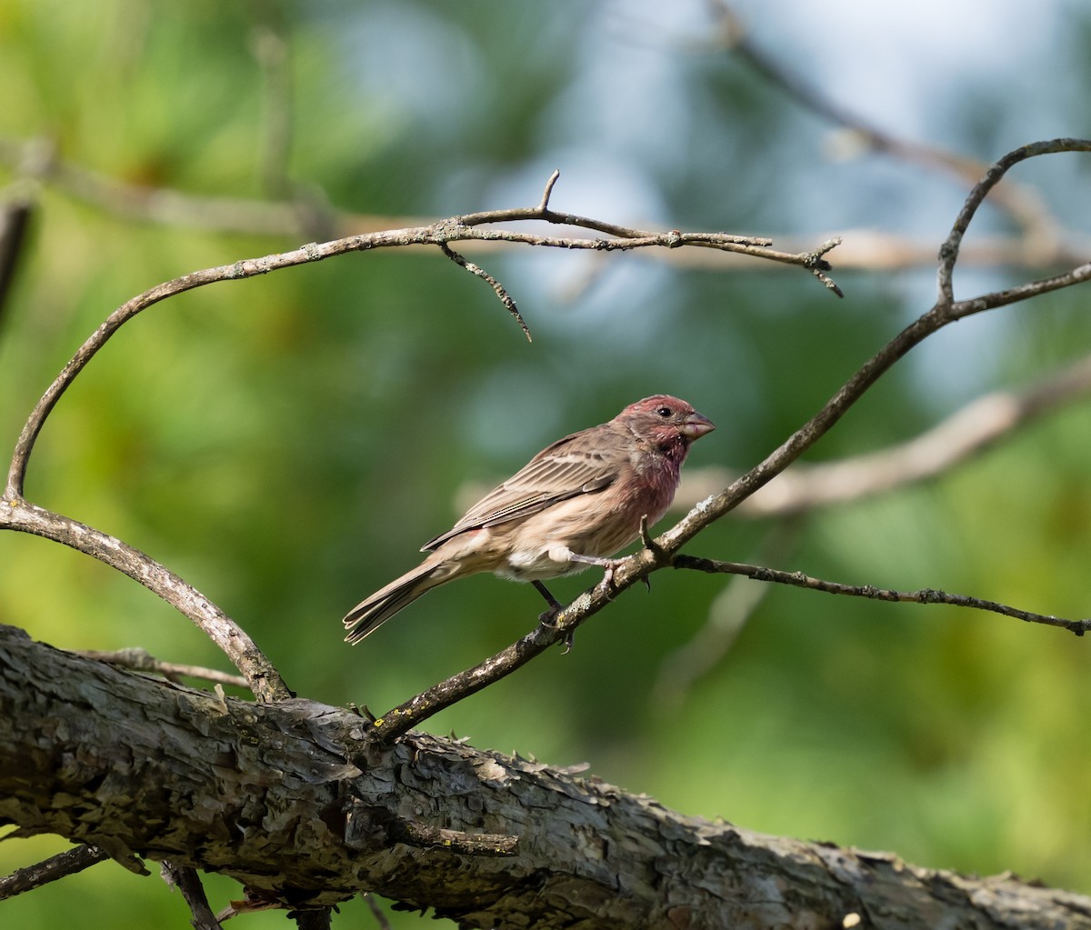 House Finch - ML623490906