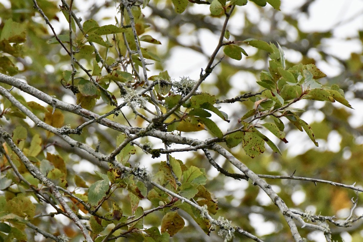 Wilson's Warbler - ML623490915