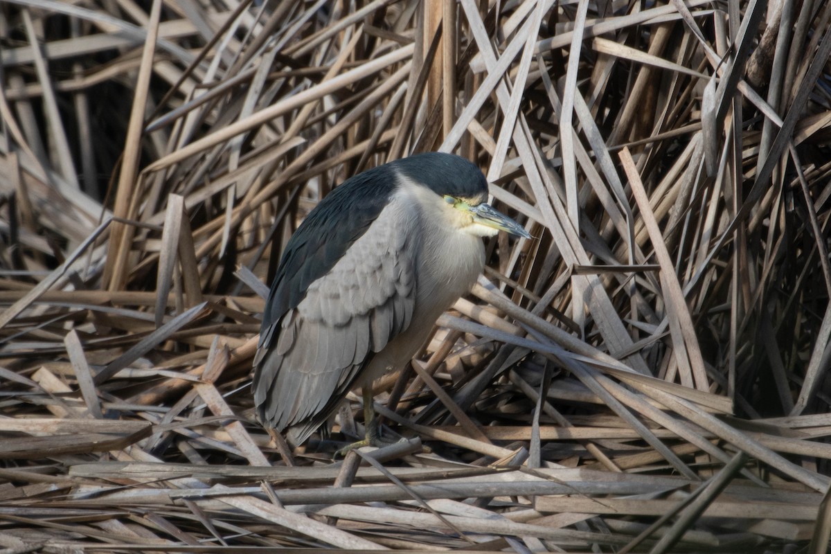 Black-crowned Night Heron - ML623490922