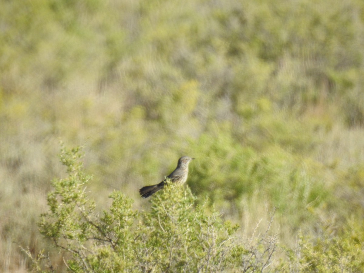 Sage Thrasher - ML623490933