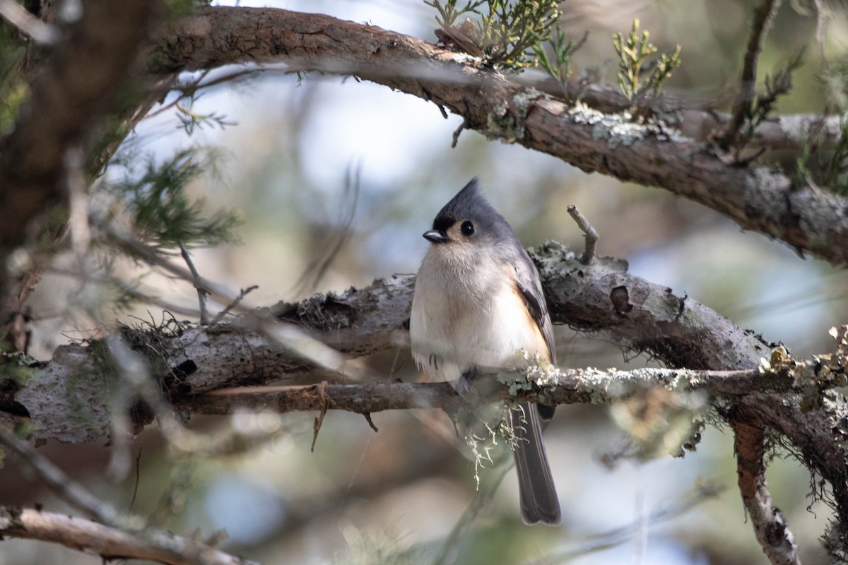 Tufted Titmouse - ML623490991