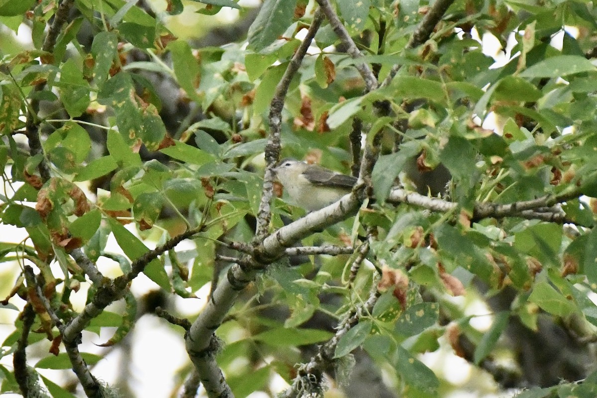 Warbling Vireo - ML623490999