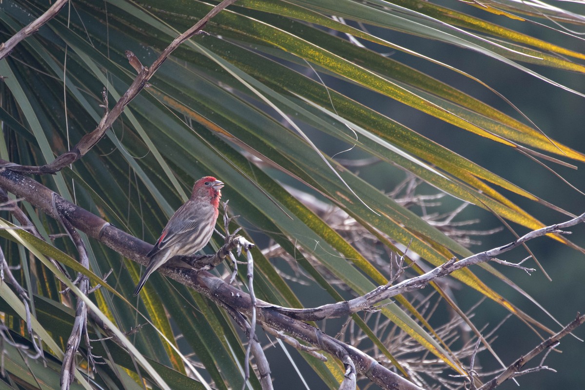 House Finch - ML623491006