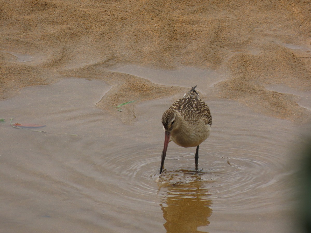 Bar-tailed Godwit - ML623491019