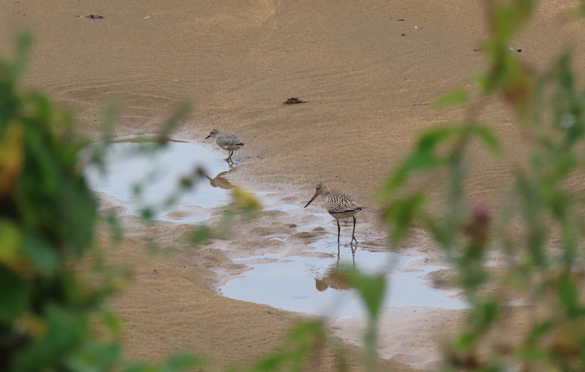 Bar-tailed Godwit - Hector Gonzalez Arcelus