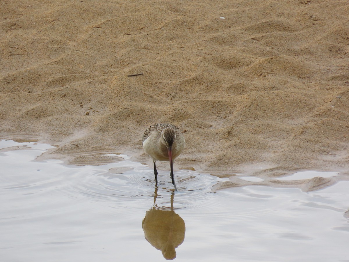 Bar-tailed Godwit - ML623491024