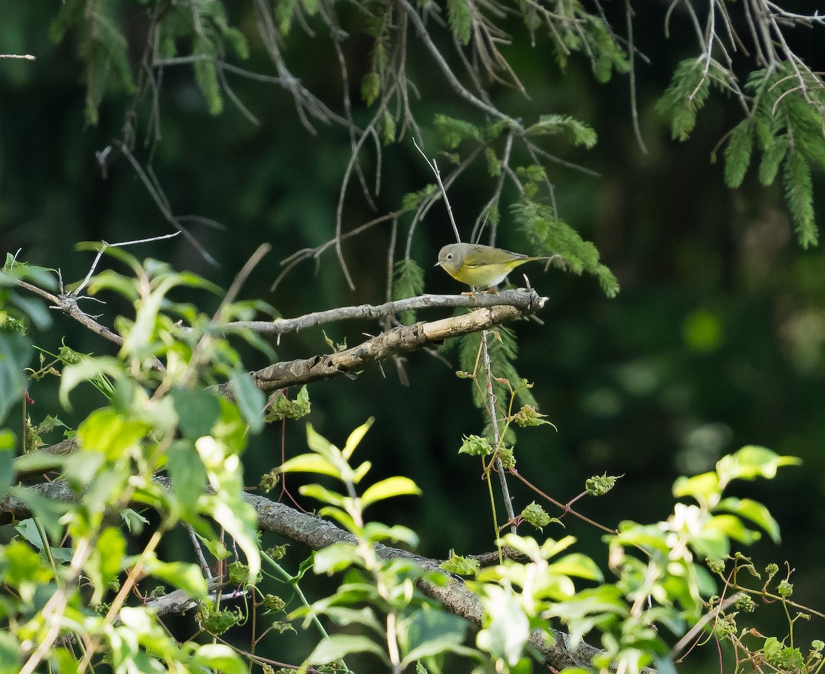 Nashville Warbler - ML623491031
