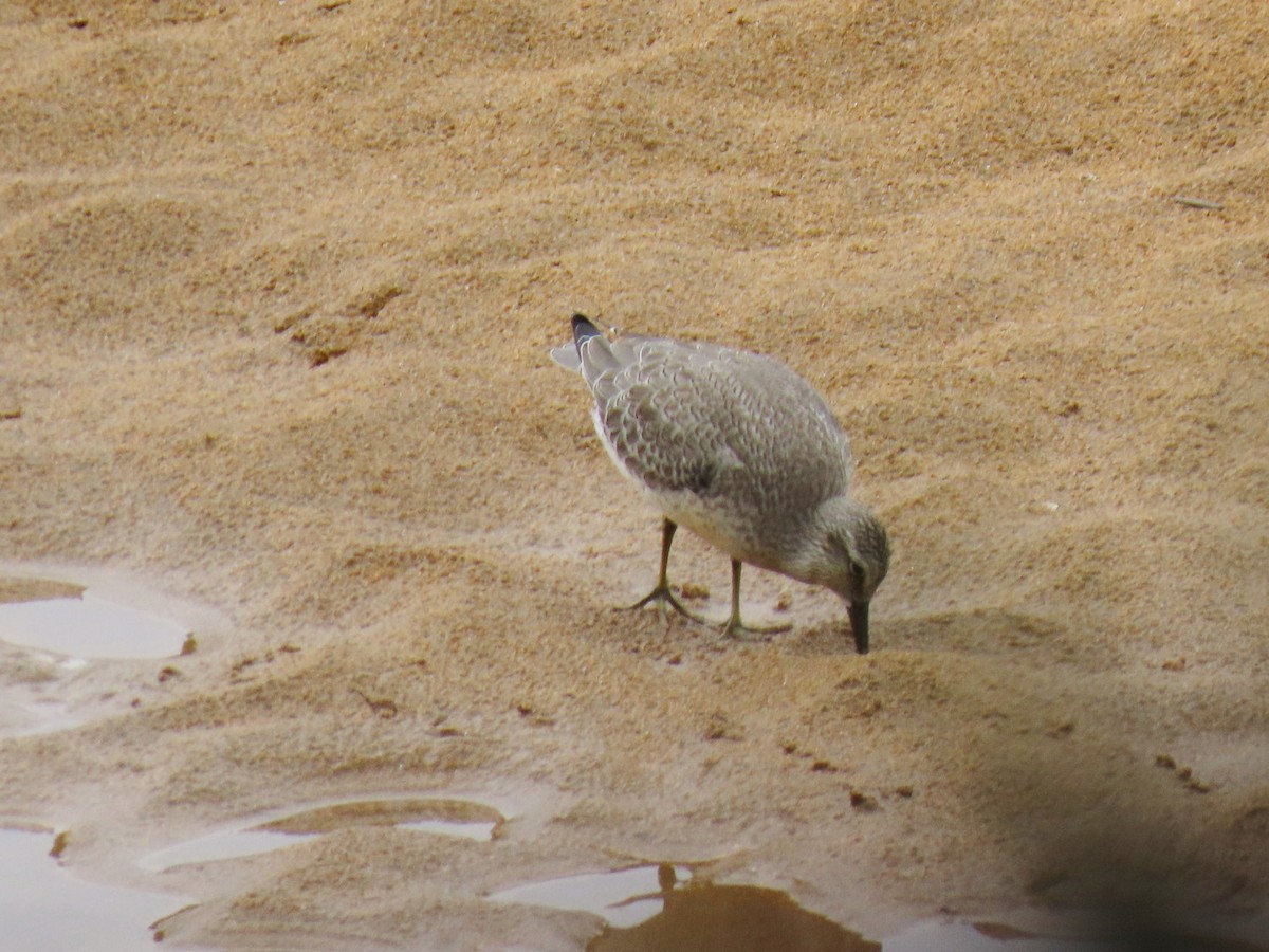 Red Knot - Hector Gonzalez Arcelus