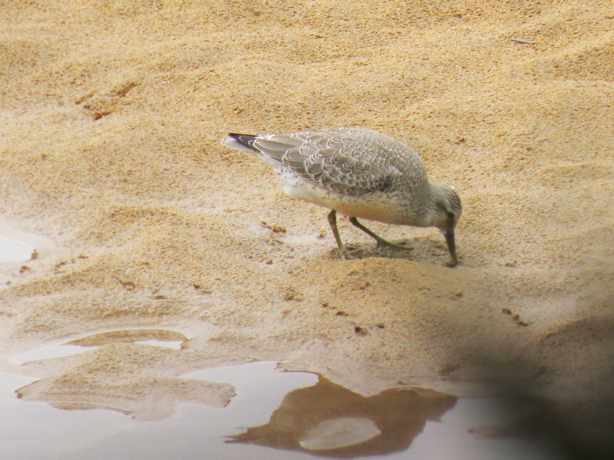 Red Knot - Hector Gonzalez Arcelus