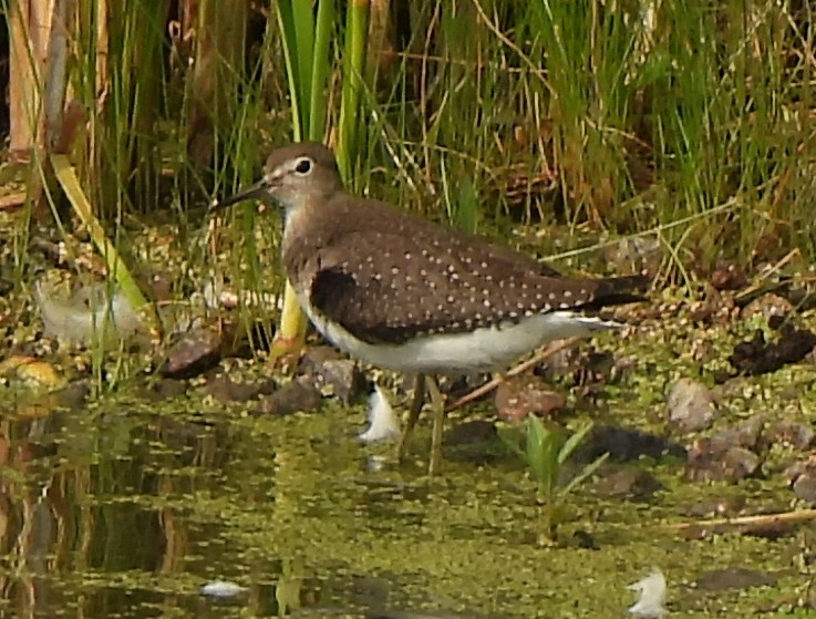 Solitary Sandpiper - Richard and Janice Drummond