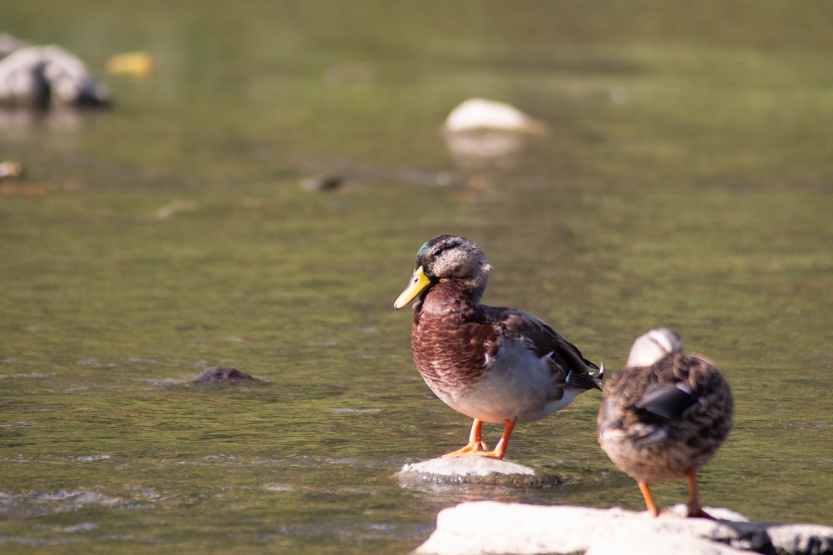 Mallard/American Black Duck - ML623491117