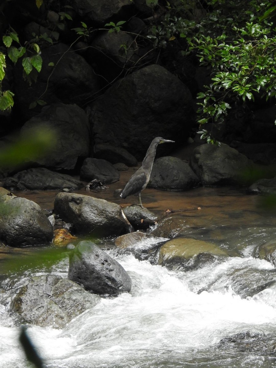 Fasciated Tiger-Heron - ML623491158