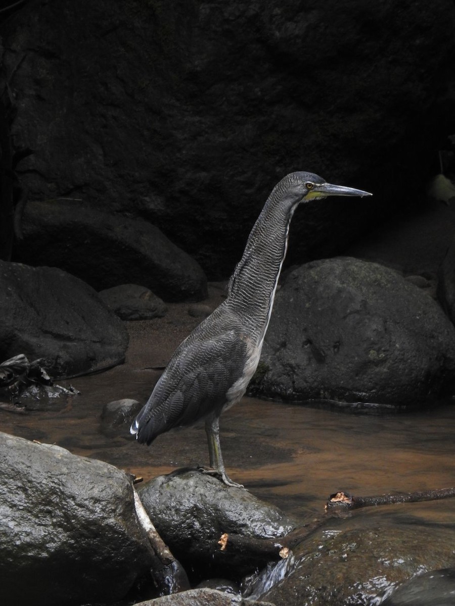 Fasciated Tiger-Heron - ML623491159