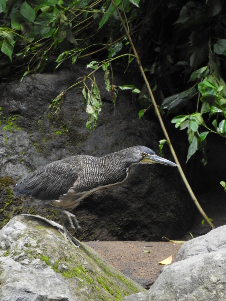 Fasciated Tiger-Heron - ML623491160