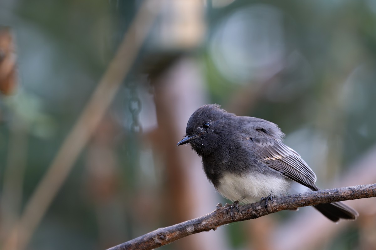 Black Phoebe - Herb Elliott