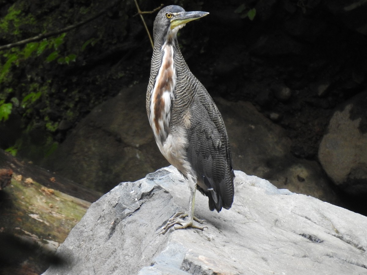 Fasciated Tiger-Heron - ML623491196
