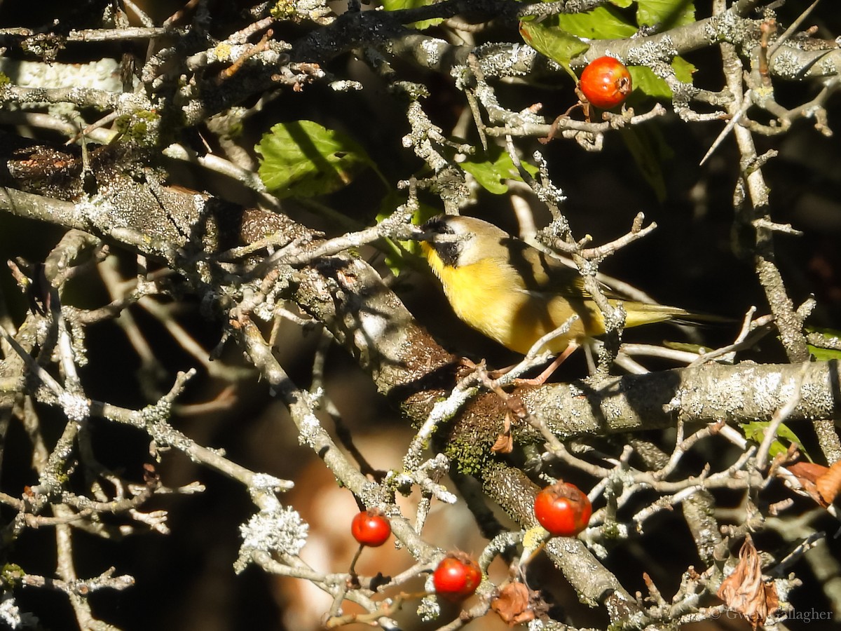 Common Yellowthroat - ML623491224