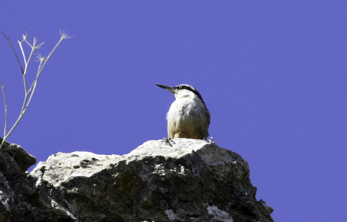 Western Rock Nuthatch - ML623491227