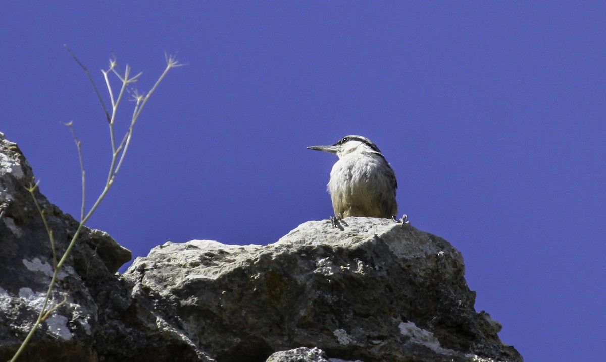 Western Rock Nuthatch - Blythe Nilson