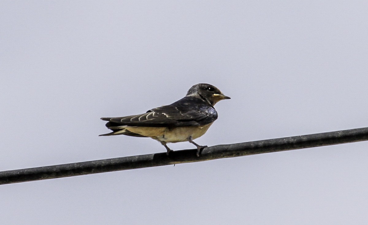 Barn Swallow - ML623491235