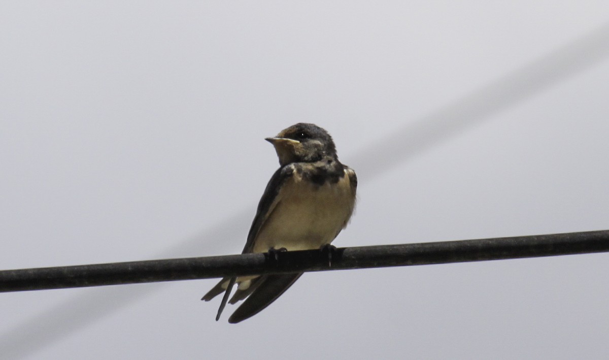 Barn Swallow - ML623491236