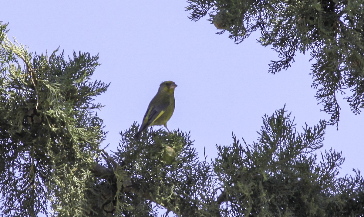 European Greenfinch - ML623491244