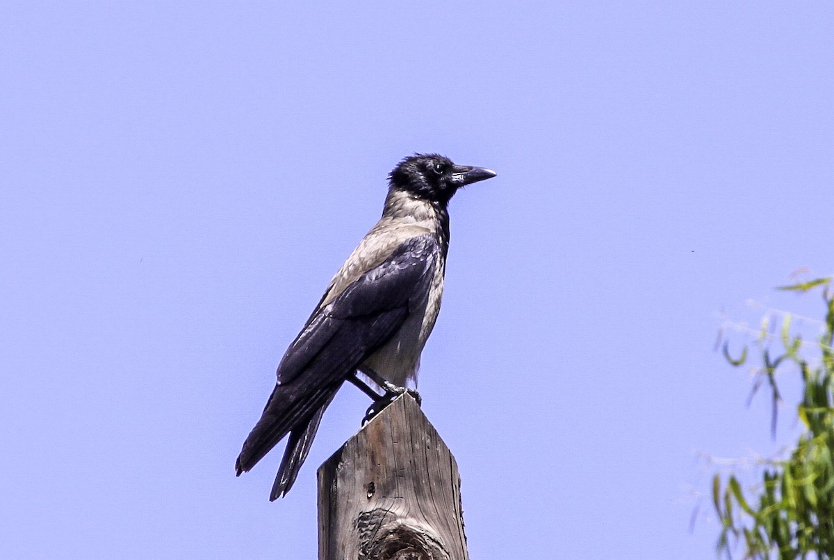 Hooded Crow - ML623491252