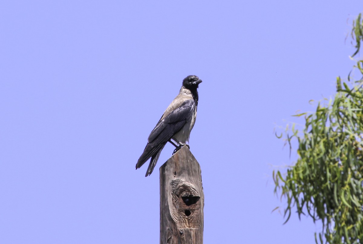 Hooded Crow - ML623491254