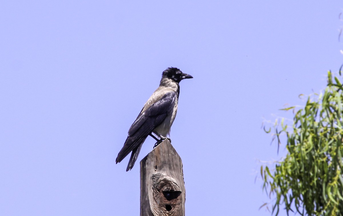 Hooded Crow - ML623491256