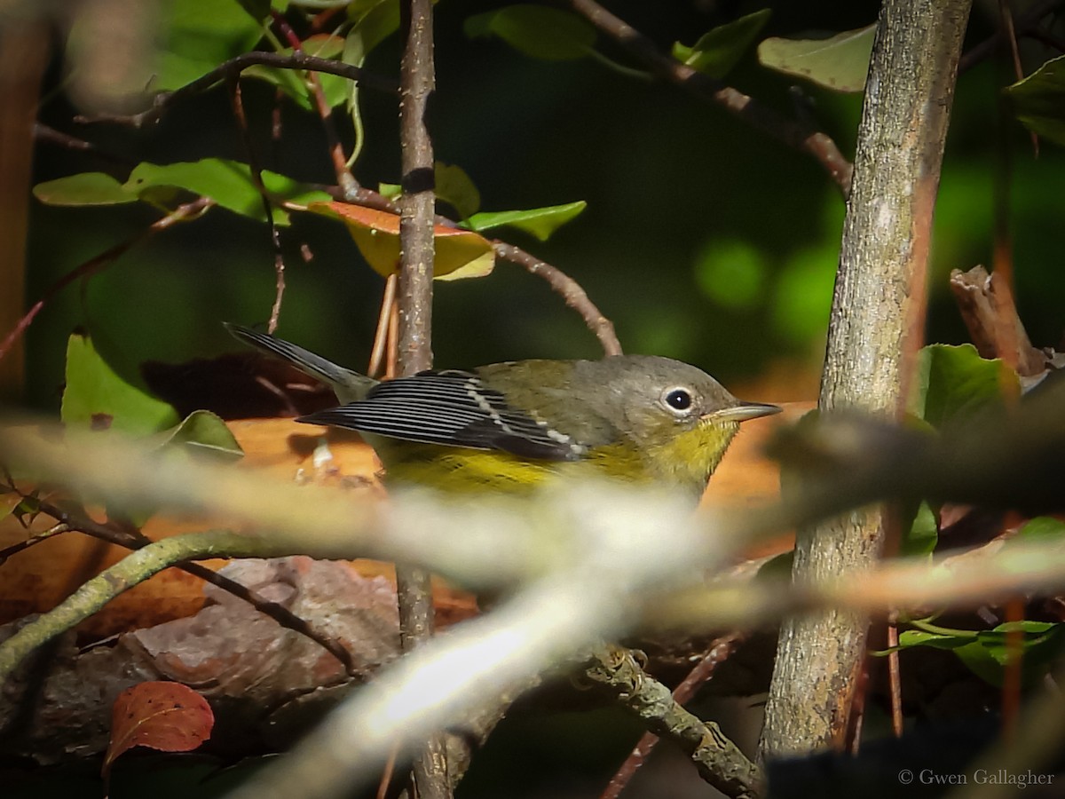 Magnolia Warbler - ML623491268