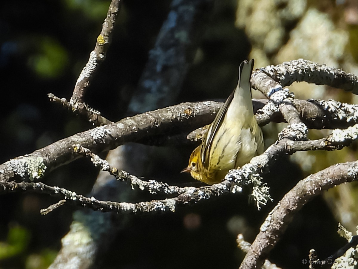 Blackburnian Warbler - ML623491270